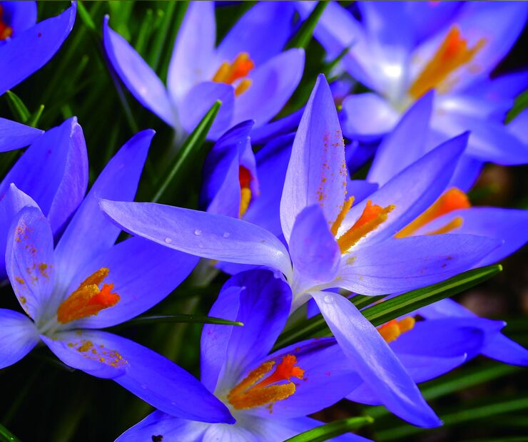 Cleaning cloth for glasses with a print, microfiber material, individually wrapped C50 BLUE FLOWERS, 17.5*14.5 cm