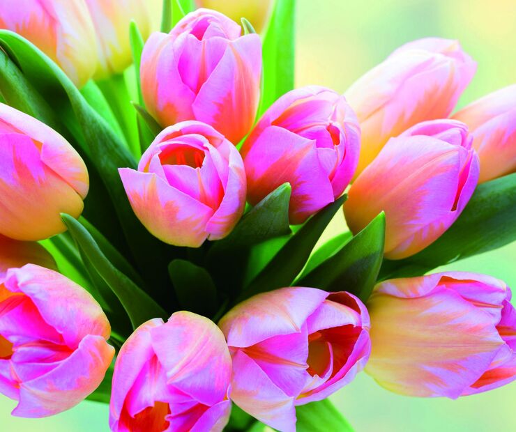 Cleaning cloth for glasses with a print, microfiber material, individually wrapped C49 TULIP2, 17.5*14.5 cm