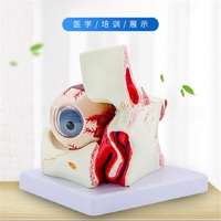 Anatomical eye model, collapsible, scale 3:1