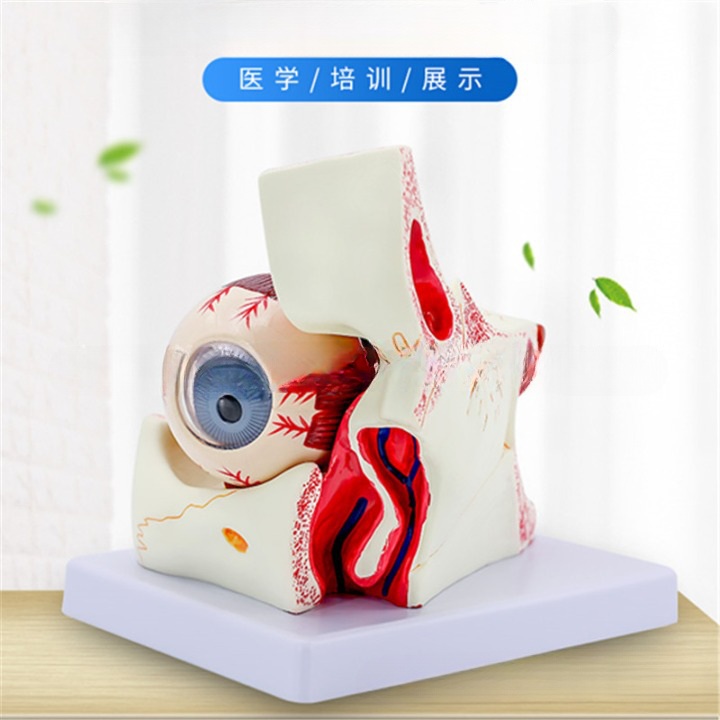 Anatomical eye model, collapsible, scale 3:1