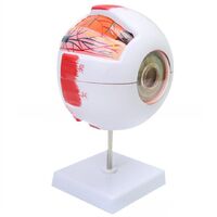Anatomical eye model, collapsible, scale 6:1
