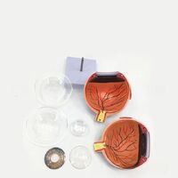 Anatomical eye model, dismountable, with thin blood vessels, scale 6:1
