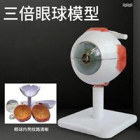 Anatomical eye model, collapsible, scale 3:1