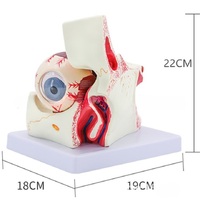 Anatomical eye model, collapsible, scale 3:1