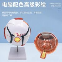 Anatomical eye model, dismountable, with thin blood vessels, scale 6:1