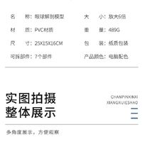 Anatomical eye model, dismountable, with thin blood vessels, scale 6:1
