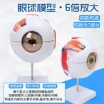 Anatomical eye model, collapsible, scale 6:1