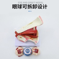Anatomical eye model, collapsible, scale 3:1