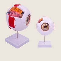 Anatomical eye model, dismountable, with thin blood vessels, scale 6:1