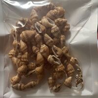 Нескользящая цепочка из ракушек, для очков и масок GL297