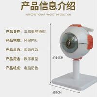 Анатомическая модель (макет) глаза, разборная, масштаб 3:1