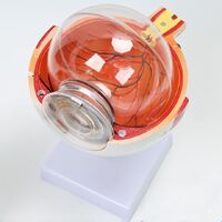 Anatomical eye model, collapsible, scale 6:1