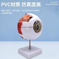 Anatomical eye model, dismountable, with thin blood vessels, scale 6:1