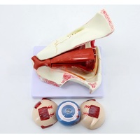 Anatomical eye model, collapsible, scale 3:1