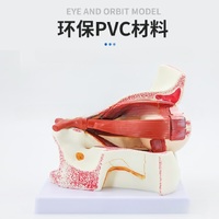 Anatomical eye model, collapsible, scale 3:1