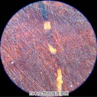 Микроскоп портативный 10081-1黑色, увеличение: 60-100X